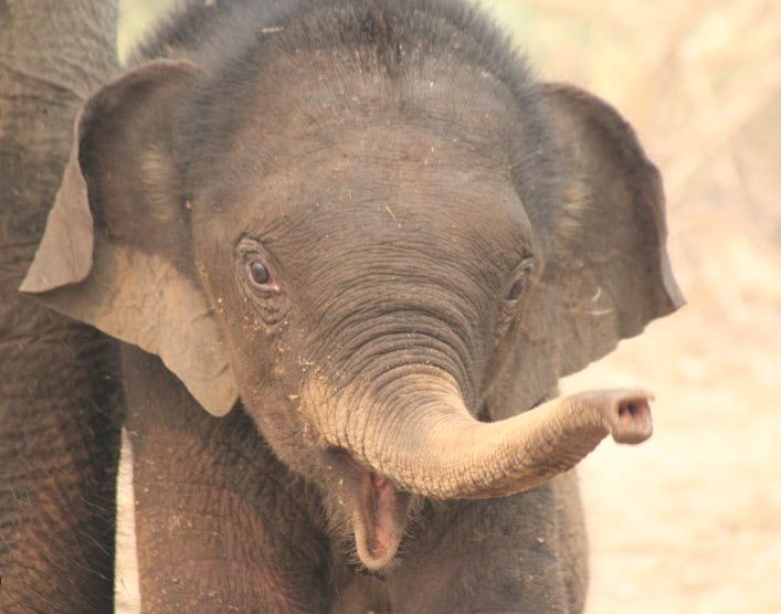 elephant affiliate programs